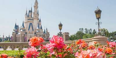 【魔法の薔薇】ディズニーランドローズとは？パークで咲いている場所や栽培方法を解説！