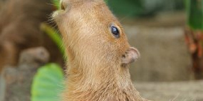 神戸どうぶつ王国を解説！料金、営業時間、アクセス、ふれあい体験やショーなど楽しめることまとめ！