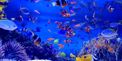 鳥羽水族館の駐車場情報！料金、駐車可能台数、混雑状況は？周辺の格安駐車場についても紹介！