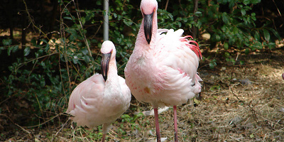【2022夏開催決定】天王寺動物園のナイトズーとは？開催日程、料金や見どころ、過去の開催内容を解説