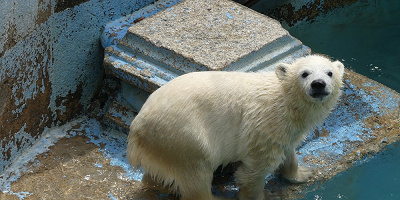 【天王寺動物園】シロクマの親子に会いに行こう！観覧方法や見どころ、ギフトショップ情報も！