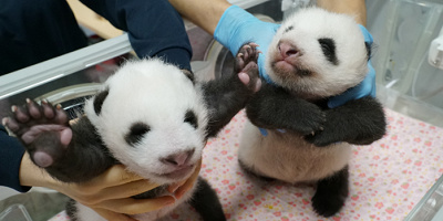 【2021】上野動物園で双子パンダを解説！名前はシャオシャオ＆レイレイに決定！一般公開はいつから？