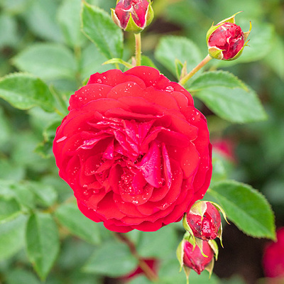 トゥルーブルーム・レッドキャプテン