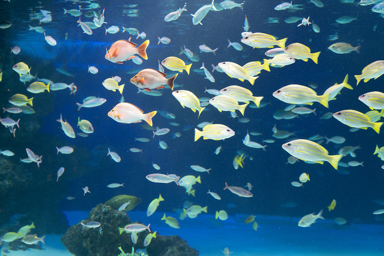 サンシャイン水族館の混雑は 平日 土日祝 長期休みの混み具合 特に混雑