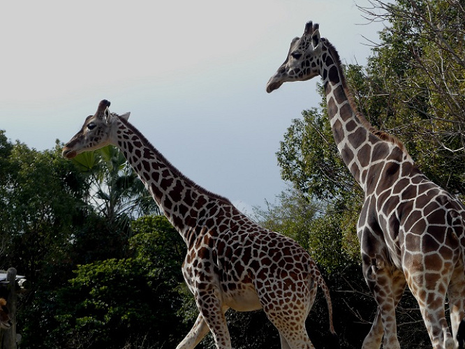 21 天王寺動物園の料金 割引を解説 コンビニ前売り割引はある