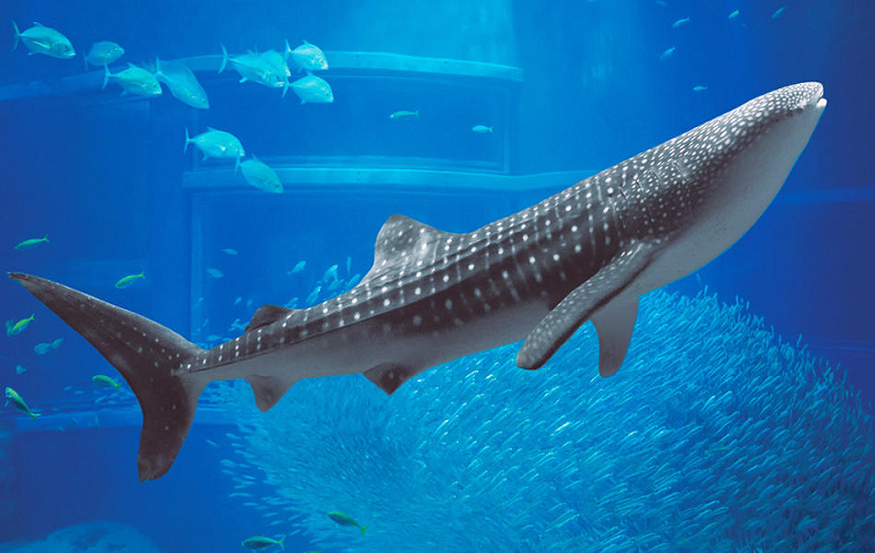 海遊館のジンベイザメを解説 人気者2頭の名前やプロフィール 見どころ グッズを