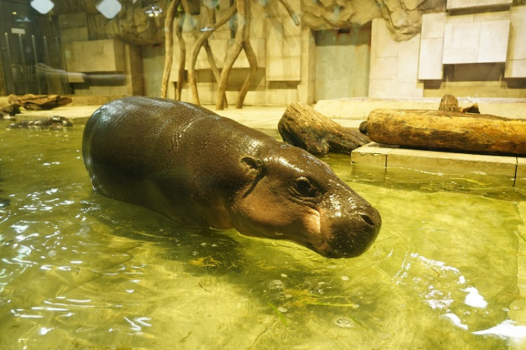 ニフレル ミニカバの赤ちゃんに会いに行こう ミニカバ親子のプロフィールや生態 魅力