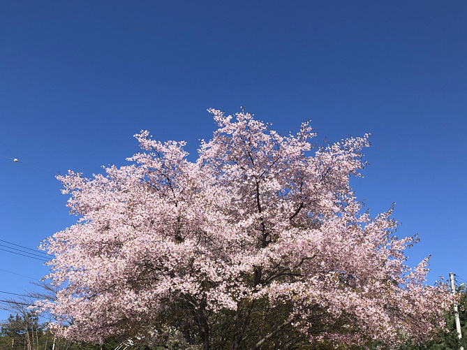 韓国 4月の気温とおすすめの服装まとめ 春におすすめの観光スポット