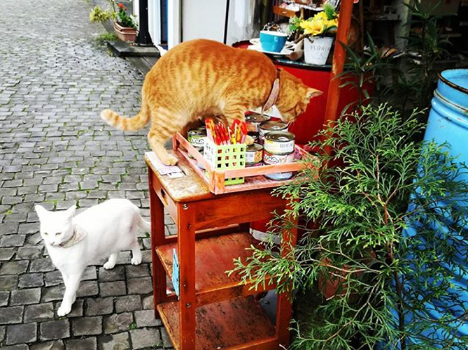 【台湾】ネコだらけと話題の「猫村」を紹介！アクセスや雑貨屋、おすすめカフェ情報も♪