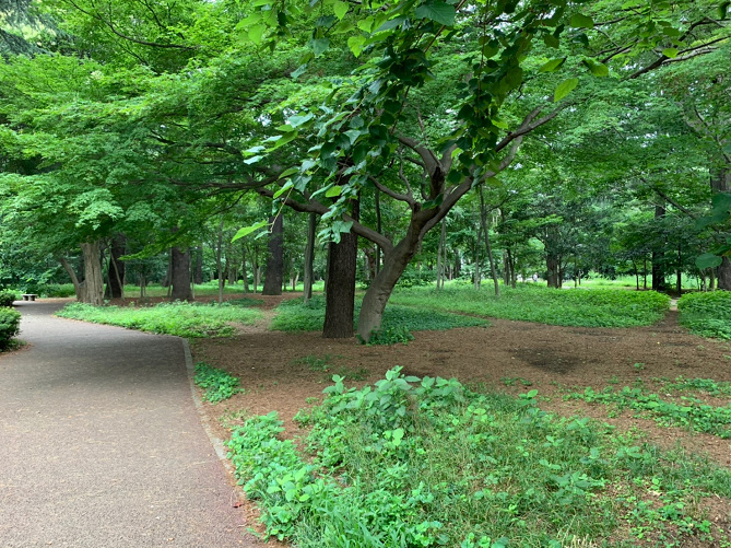 中野 江古田の森公園を徹底解説 駐車場 ランニングコース 遊具 散策路 周辺