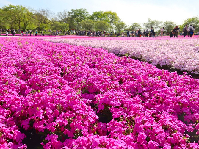 秩父 芝桜の見頃は4月下旬がピーク 年の開催期間 混雑