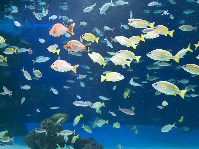 【北海道】おすすめ水族館5選を比較！インスタ映えする水族館や、クリオネが見られる水族館も！