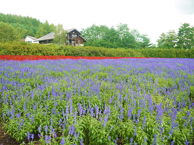 【北海道】ラベンダー畑おすすめ7選！見頃の時期はいつ？大仏・湖畔・街コラボが話題に！