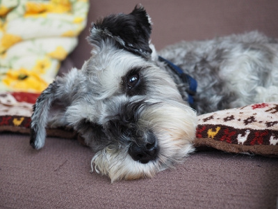 映画 わんわん物語 に登場する犬たちの犬種は 意外なトリビアも