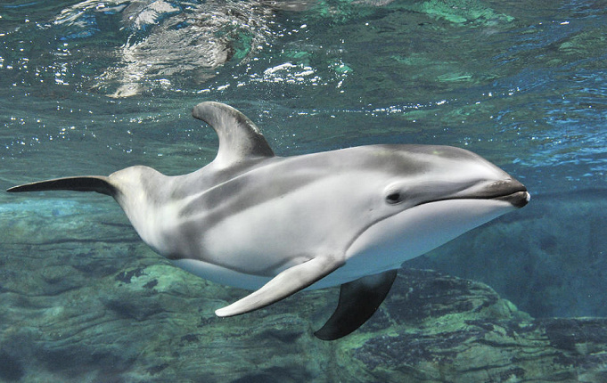 海遊館のアクセス方法 電車 車 バス フェリー別 海遊館チケットセット券がお得