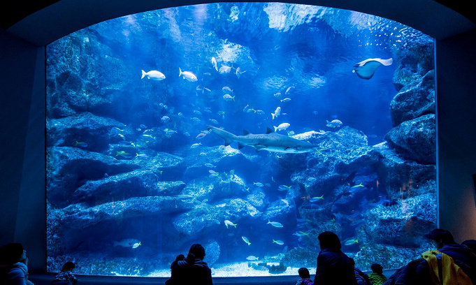 スカイツリー すみだ水族館見どころ５選 料金 予約 アクセス 営業時間を徹底解説