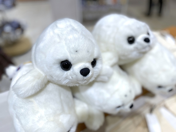 海遊館のアザラシを紹介 種類 名前は 丸すぎるアザラシ がsnsで話題に 赤ちゃんもすくすく成長中