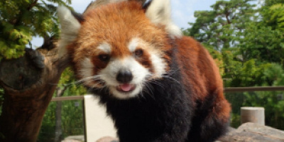 京都市動物園のおすすめの駐車場5選!安くて便利なおすすめの駐車場はどこ?