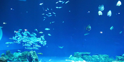 【2023】関西のおすすめ水族館全10選!海遊館・アドベンチャーワールド・京都水族館の魅力を紹介!