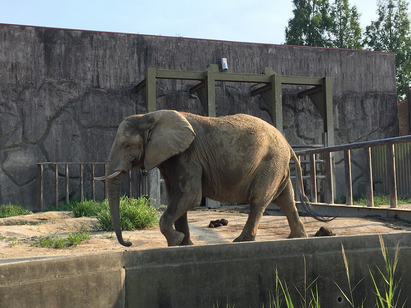 ゾウにだってエサやりできるのが東武動物公園！