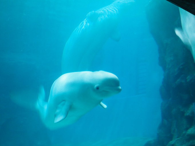 19 名古屋港水族館の割引情報 チケット割引 年間パスポートの特典割引 宿泊セット割引