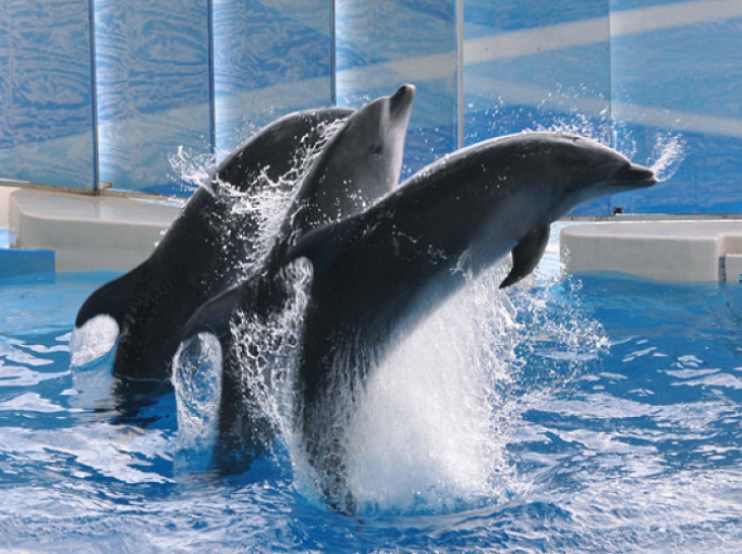 江ノ島 水族館 チケット 新