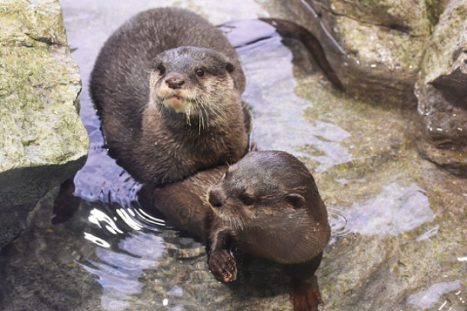 最新 新江ノ島水族館のチケット料金 コンビニ前売券 優待割引お得情報を徹底比較