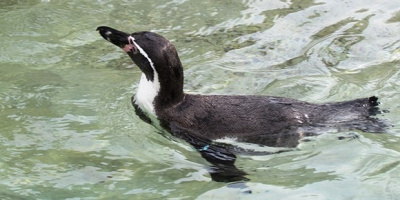 【2019】群馬サファリパークの割引方法11選!一般料金と比較!割引チケットを利用してお得に楽しもう!