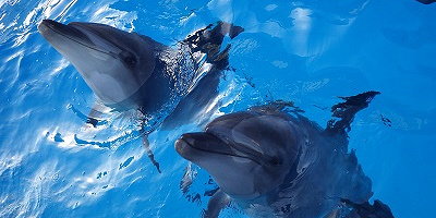 【2023】福岡マリンワールドの割引18選!割引クーポンの種類と割引後の値段を徹底調査&比較!