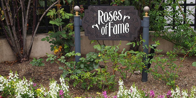 【USJ】5月が見ごろ!パーク内のバラ園「ローズ・オブ・フェイム」とは?著名人にちなんだ品種も