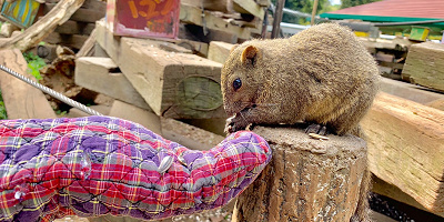 【おすすめ】町田リス園の餌やり体験レポート!200匹リス放し飼い&至近距離に大興奮!穴場デートにも!