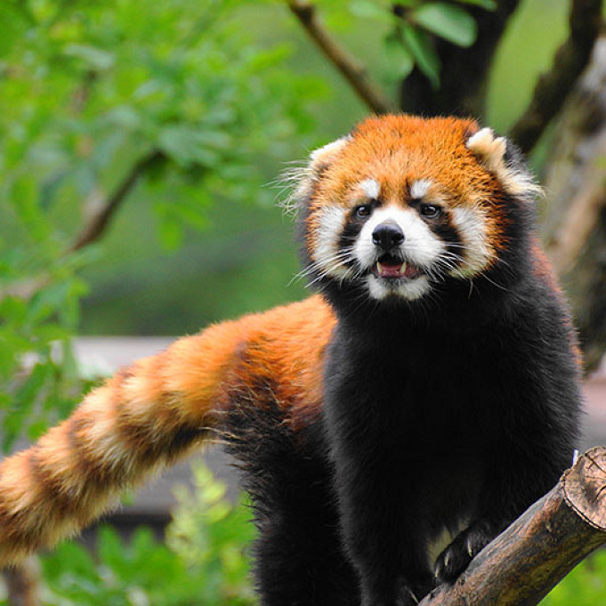 天王寺動物園 おすすめポイント 見どころ6選 テレビで話題 奇跡のニワトリ とは