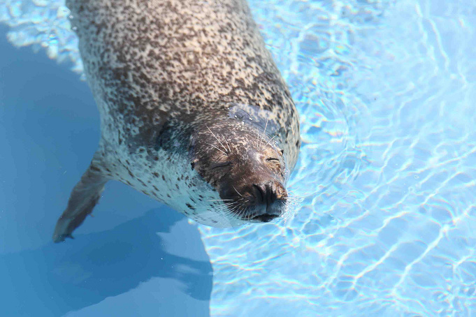 水族館 うみたまごの割引クーポンまとめ 大分県の最新スポットを安い料金で楽しもう