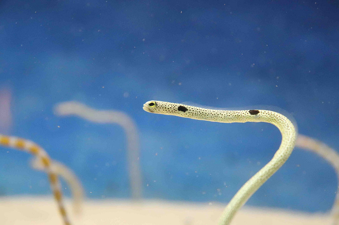 水族館 うみたまごの割引クーポンまとめ 大分県の最新スポットを安い料金で楽しもう