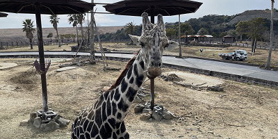 【2022】アドベンチャーワールドのサファリを徹底解説!会える動物、回り方、アクティビティまとめ!