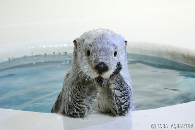 鳥羽水族館のラッコに会いに行こう 2頭のラッコのプロフィール 魅力いっぱいのラッコの秘密や生態を詳しく解説