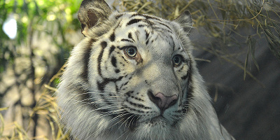 【2025】ニフレルの駐車場を徹底解説!特別割引や周辺駐車場まとめ!