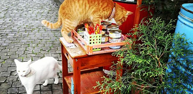 【台湾】ネコだらけと話題の「猫村」を紹介！アクセスや雑貨屋、おすすめカフェ情報も♪