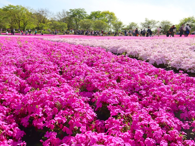 【秩父】芝桜の見頃は4月下旬がピーク！2020年の開催期間、混雑状況、アクセスも！