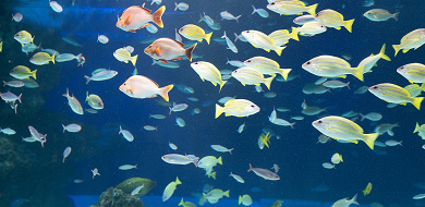 【北海道】おすすめ水族館5選を比較！インスタ映えする水族館や、クリオネが見られる水族館も！
