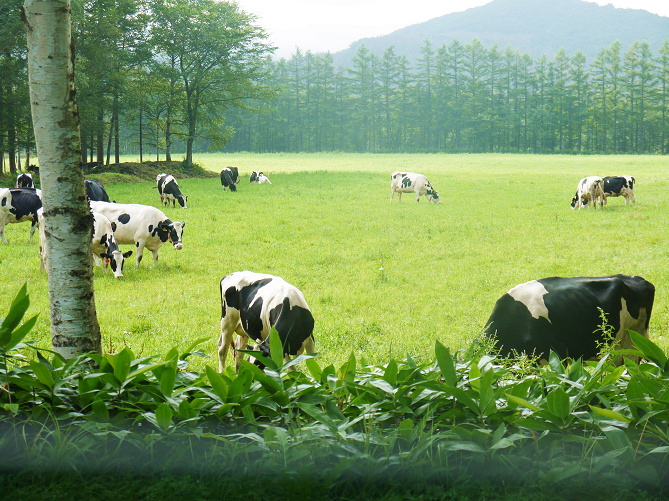 【北海道】観光におすすめの牧場9選！酪農体験やトナカイに会える牧場も！