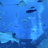 【体験談】シンガポールの水族館シーアクアリウムに潜入!見どころ、チケット料金、レストランまとめ