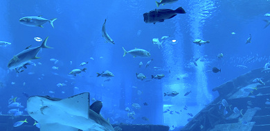 【体験談】シンガポールの水族館シーアクアリウムに潜入！見どころ、チケット料金、レストランまとめ