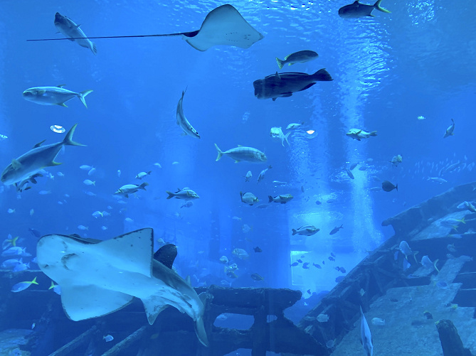 【体験談】シンガポールの水族館シーアクアリウムに潜入！見どころ、チケット料金、レストランまとめ