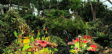 【最新】近未来型植物園ガーデンズ・バイ・ザ・ベイの7つの魅力！シンガポールの人気観光スポットを解説