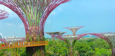 【シンガポール】2大植物園の特徴を比較！ガーデンズバイザベイとボタニックガーデンを観光しよう