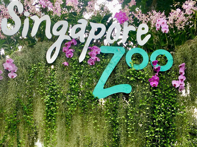 【徹底解説】シンガポール動物園の見どころと基本情報まとめ！アニマルショー&体験型アクティビティも