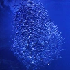 キャステル 【最新】京都水族館の料金まとめ！お得なセットチケット、入場料金、前売り券、年間パスポートも