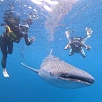 キャステル 【セブ島】ジンベイザメシュノーケリング完全攻略！おすすめの時期は？事故はない？安いツアーは？