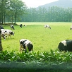 キャステル 【北海道】観光におすすめの牧場9選！酪農体験やトナカイに会える牧場も！